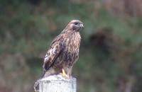 36. 큰말똥가리 (大鵟(NIA), da kuang) Buteo hemilasius