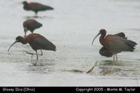 Glossy Ibis - Ohio