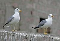 Arminian Gulls, Larus armenicus, adults