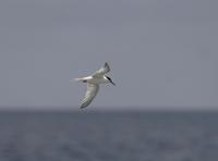 Roseate Tern (Sterna dougallii)