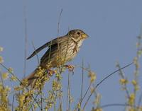 Corn Bunting (Miliaria calandra)