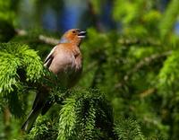 Chaffinch (Fringilla coelebs)