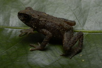 : Ansonia fuliginea