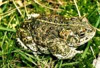 : Bufo calamita; Rospo Dei Canneti