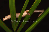 : Bolitoglossa colonnea