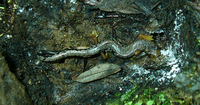 : Bolitoglossa pesrubra