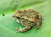 : Bufo tacanensis