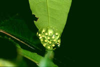 : Cochranella spinosa