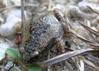 : Gastrophryne carolinensis; Eastern Narrowmouth Toad