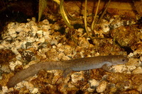 : Hynobius okiensis
