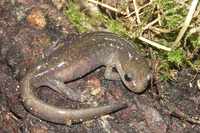 : Hynobius retardatus