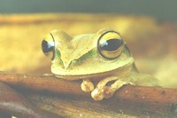 : Hypsiboas bischoffi