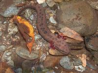 : Necturus maculosus; Mudpuppy, Common Mudpuppy