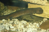 : Pachyhynobius shangchengensis; Shangcheng Stout Salamander