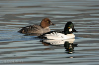 : Bucephala clangula; Common Goldeneye