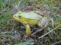 : Rana lessonae; Pool Frog