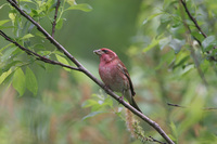 : Carpodacus purpureus; Purple Finch