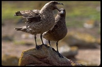 : Catharacta antarctica; Brown Skua