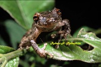 : Scinax nebulosus