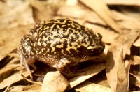 : Uperodon systoma; Marbled Baloon Frog