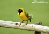 : Ploceus velatus; Southern Masked Weaver