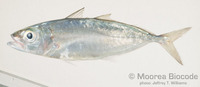 : Decapterus macarellus