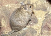 : Octodon degus; Degu