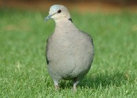 : Streptopelia capicola; Cape Turtle Dove