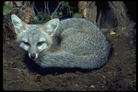 : Urocyon sp.; Gray Fox