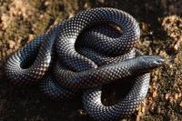 : Micrelaps vaillanti; Desert Black-headed Snake