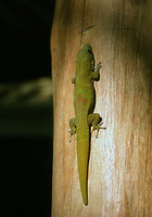 : Phelsuma antanosy; Antanosy Day Gekko