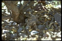 : Sauromalus varius; Piebald Chuckwalla