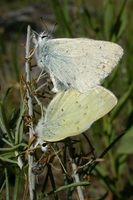 : Lycaena heteronea; Blue Copper