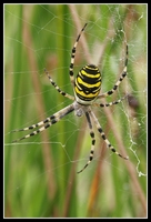 : Argiope bruenichi