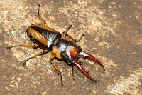 : Prosopocoilus mirabilis; Giraffe Stag-beetle