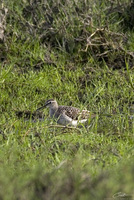 Tringa glareola   Wood Sandpiper photo