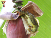 Brown-throated Sunbird(Anthreptes malacensis)