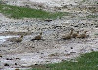 Pallas's Sandgrouse