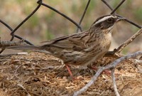 Radde's Accentor