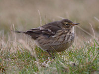 Buff-bellied Pipit Photograph by Mark Breaks