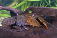 Orange-fingered Yabbie