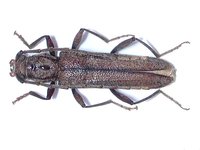 Icosium tomentosum atticum