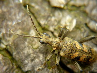 Rhagium mordax