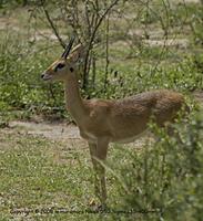 Oribi Ourebia ourebia