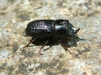 Sinodendron cylindricum - Rhinoceros Beetle