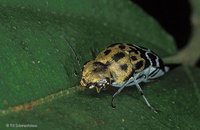 Mordellidae - tumbling flower beetles