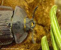Peltis grossa