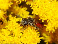 Sphecodes monilicornis