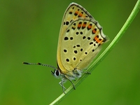 Lycaena tityrus - Sooty Copper