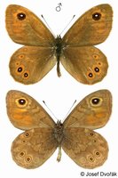 Lasiommata maera - Large Wall Brown